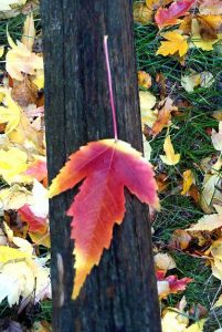 Fall Leaves - Literary fall quotes